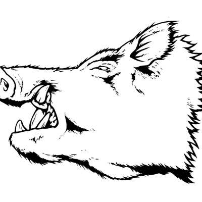 Boar Hog